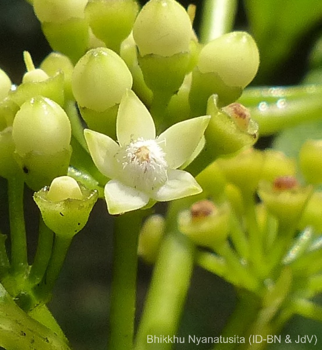 Urophyllum ceylanicum (Wight) Thwaites